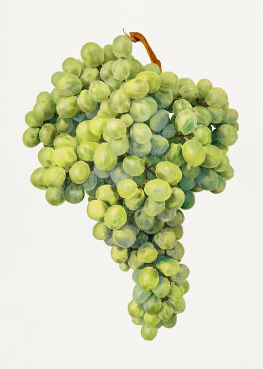 White Grapes