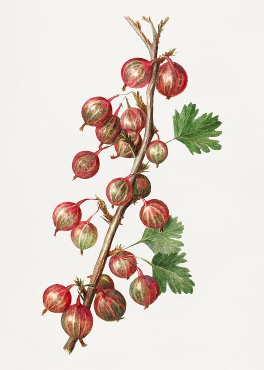 Red Currant Branch