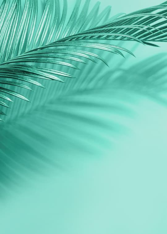 Coastal Palm Shadow