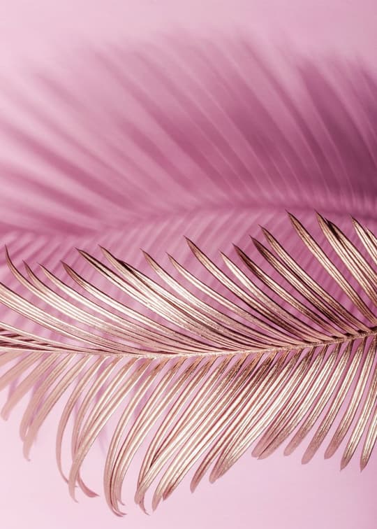 Pink Palm Leaf Study