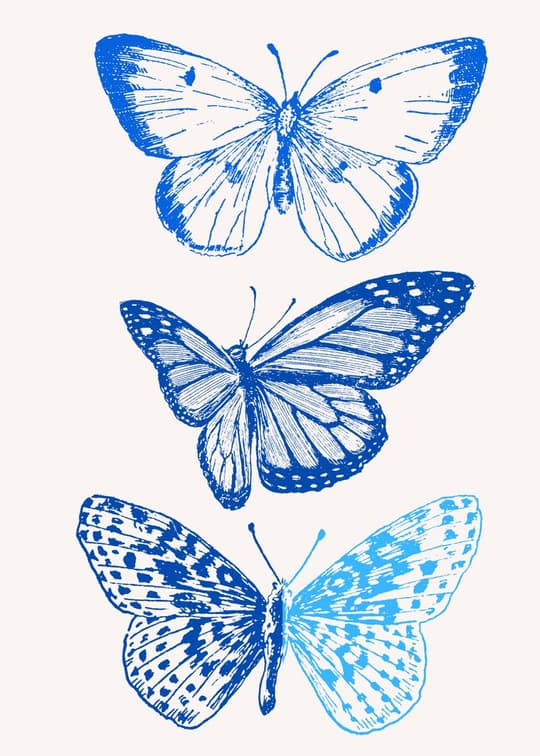 Blue Butterfly Study