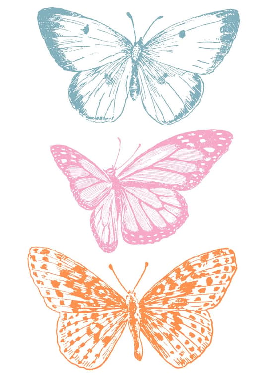 Three Butterflies Study