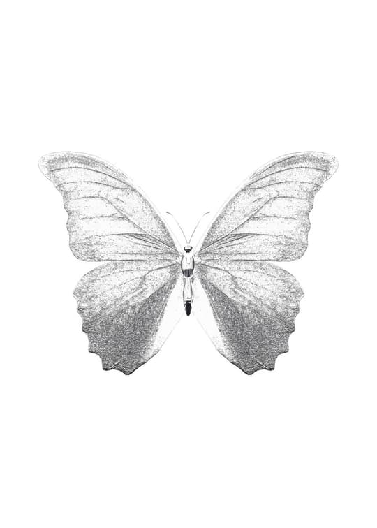 Delicate Butterfly Study