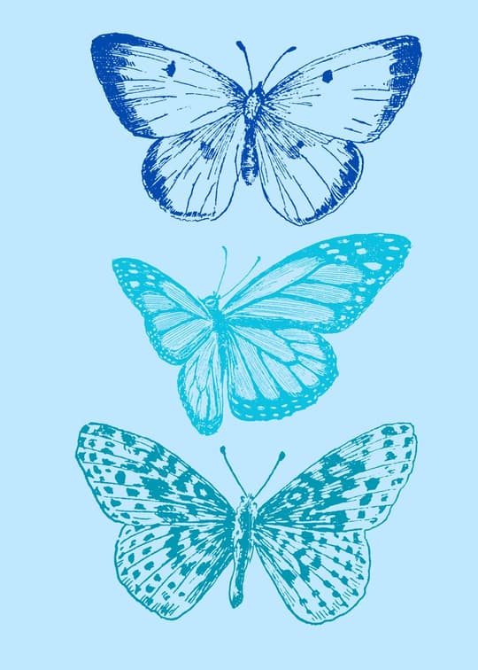 Three Butterflies Study