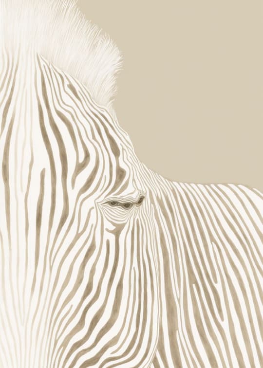 Striped Zebra
