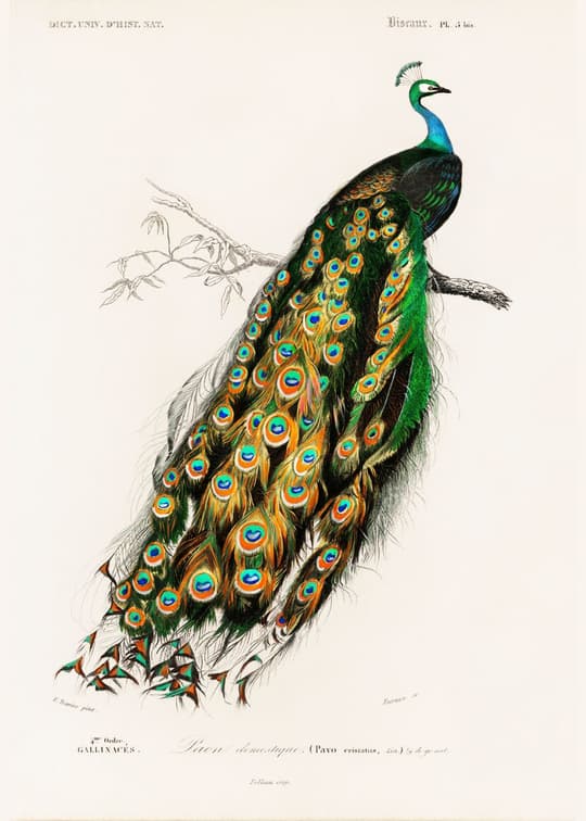 Peacock Natural History Illustration