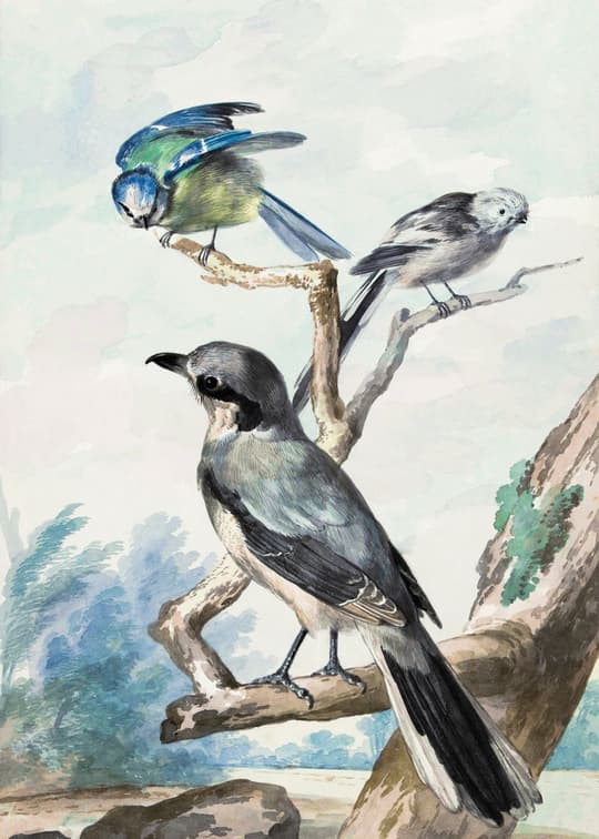 Three Birds on a Branch