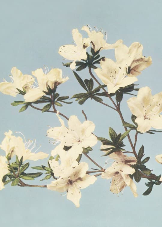 White Azalea Branch