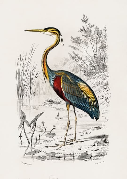 Heron in Marshland