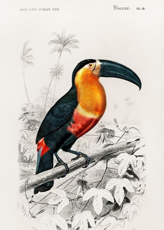 Toucan - Plate 14