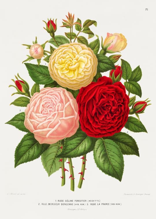 Garden Roses Botanical Study