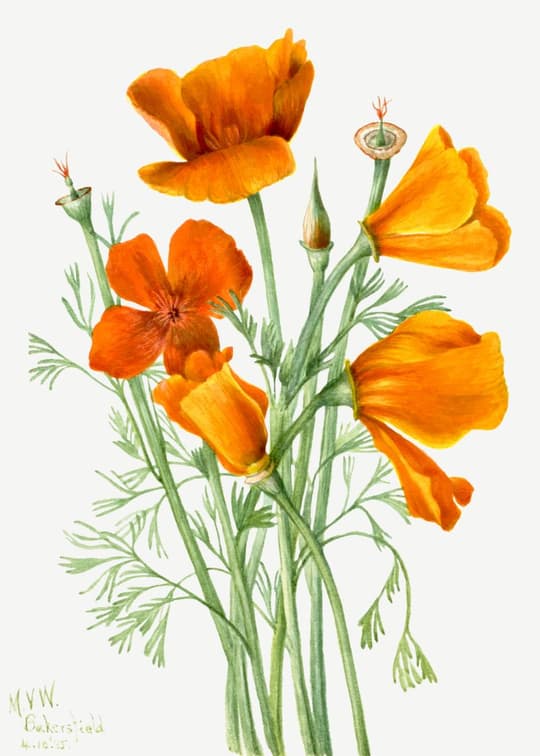 California Poppy Study