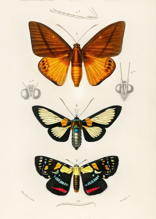 Butterfly Study Specimens