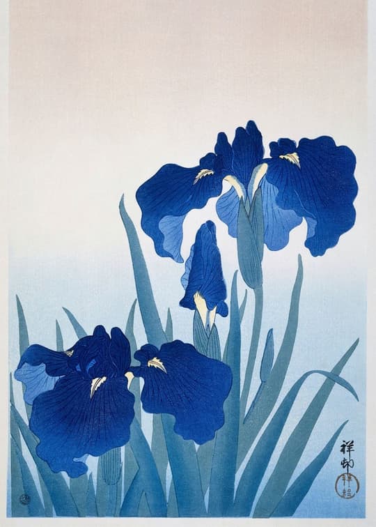 Blue Iris Blossoms