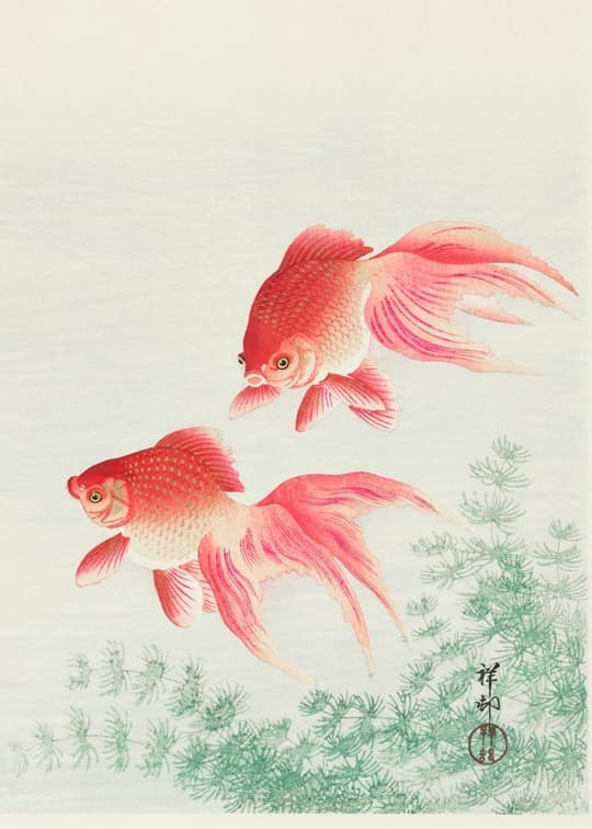 Two Red Goldfish