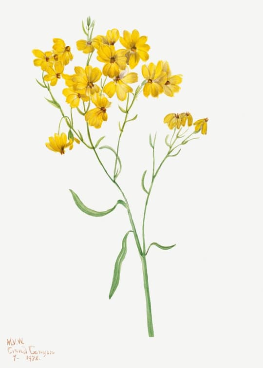 Yellow Wildflower Study