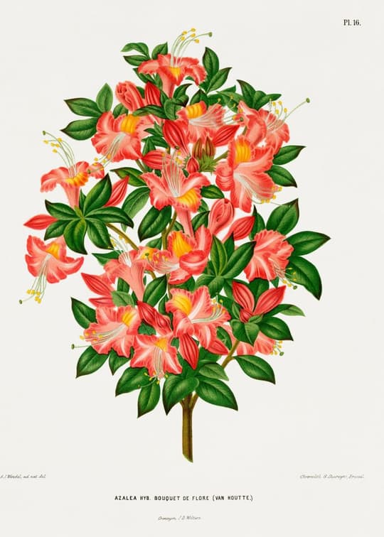 Azalea Hybrida Bouquet
