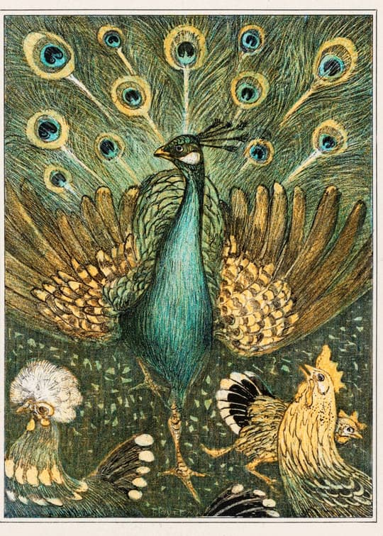 Peacock and Poultry