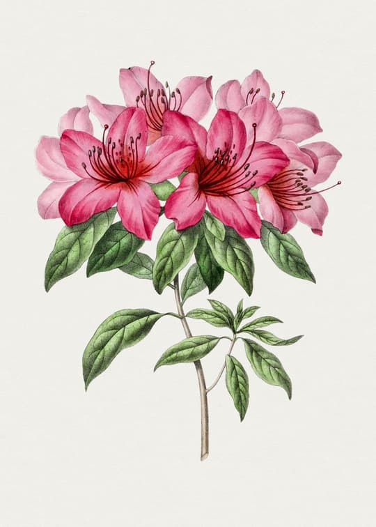 Pink Rhododendron Cluster