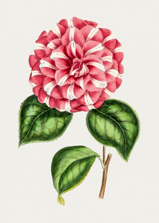 Pink Striped Dahlia