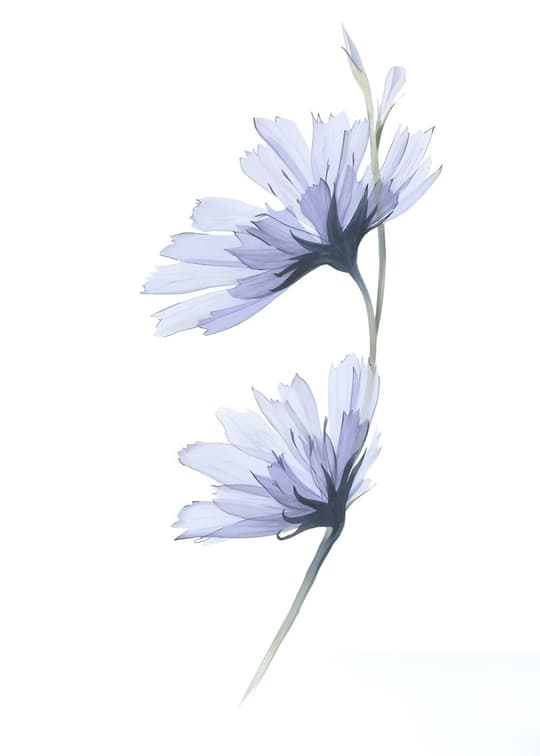 Delicate Daisy Blooms
