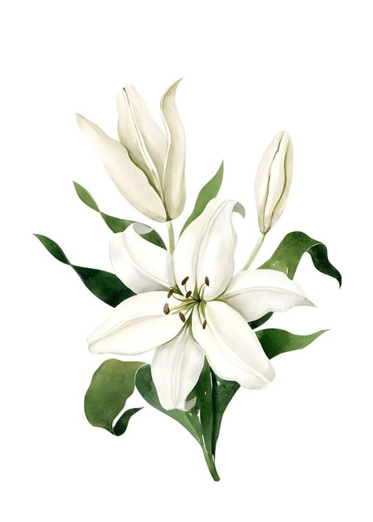 White Lily Bloom