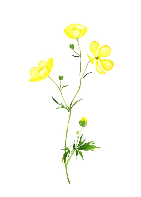 Yellow Buttercup Study