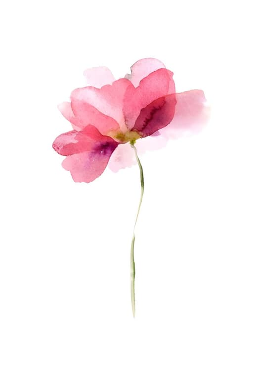 Pink Watercolor Poppy