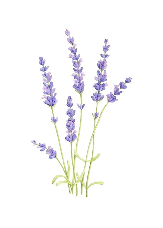 Lavender Botanicals