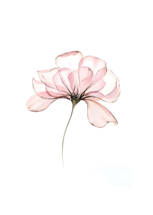 Delicate Pink Blossom