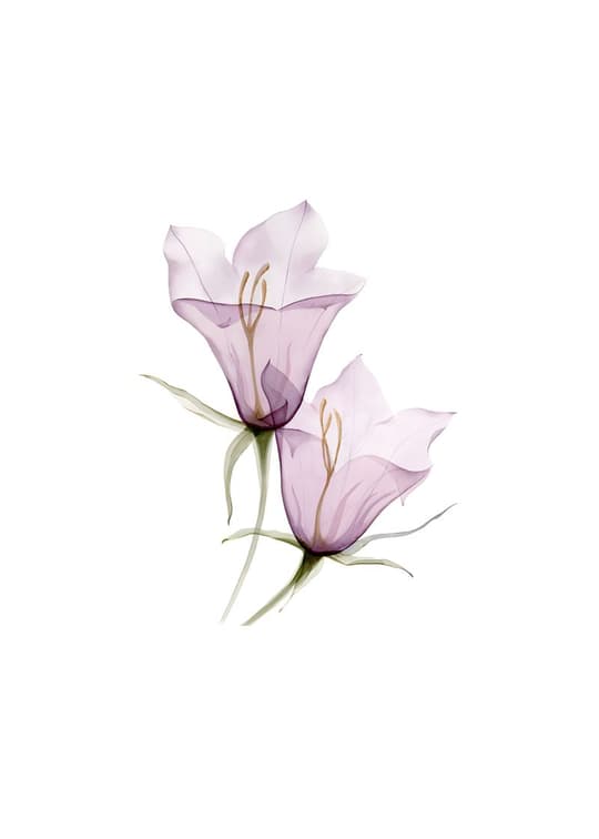 Delicate Purple Blooms