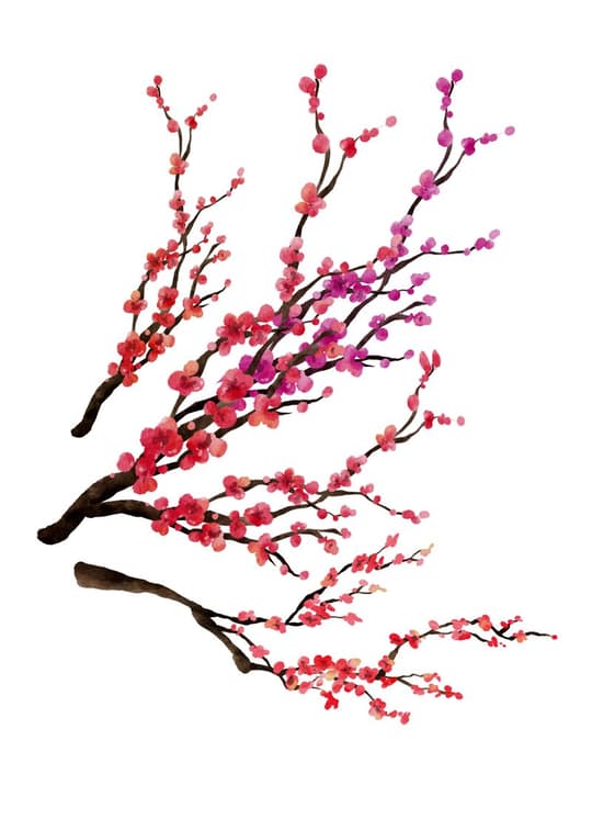 Cherry Blossom Branches