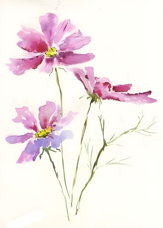 Pink Cosmos Flowers