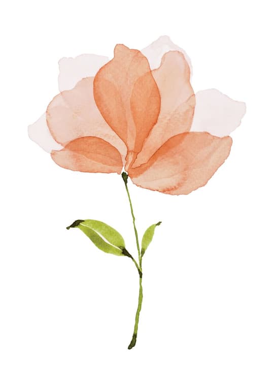 Soft Peach Poppy
