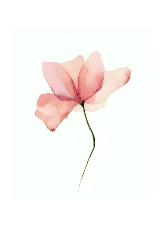 Delicate Pink Poppy