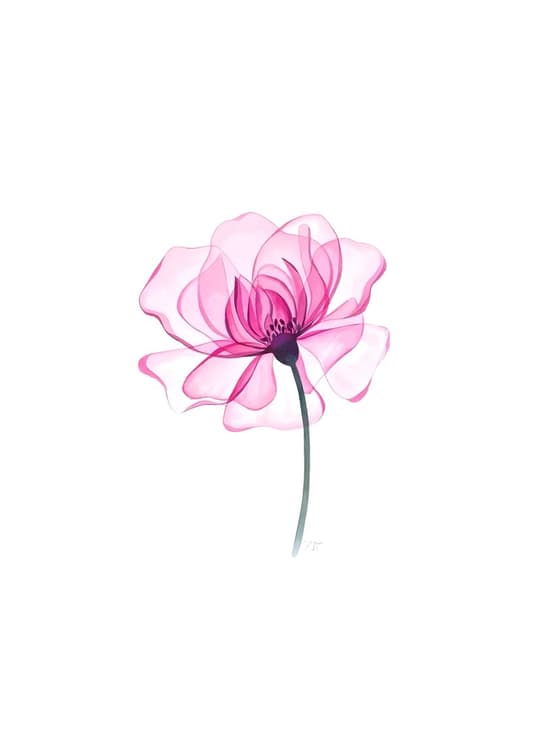 Pink Peony Bloom