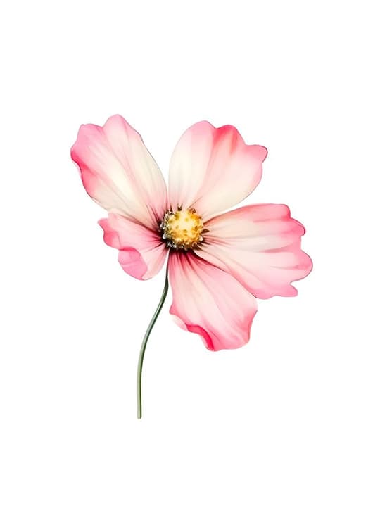 Pink Cosmos Flower