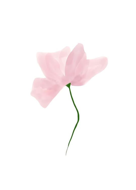 Delicate Pink Poppy
