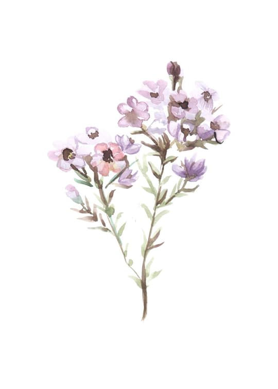 Delicate Purple Floral Stem