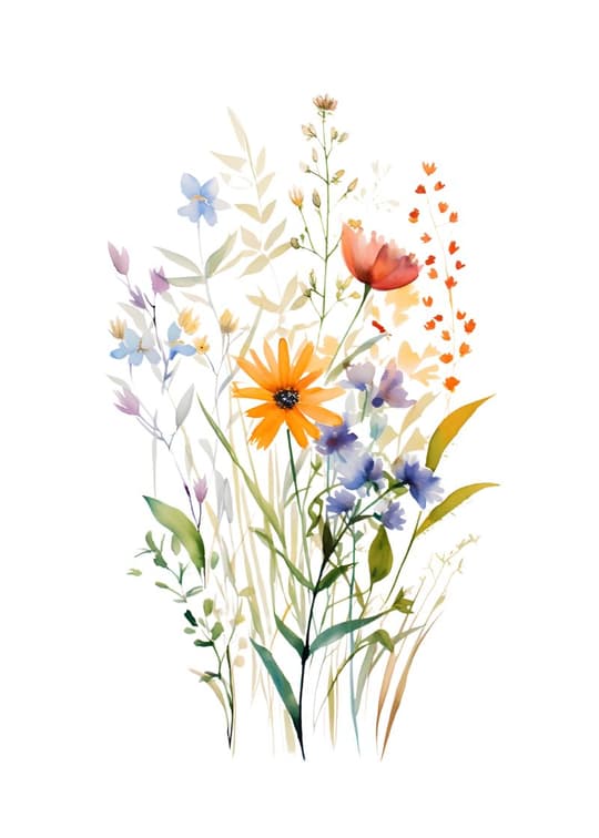 Wildflower Meadow