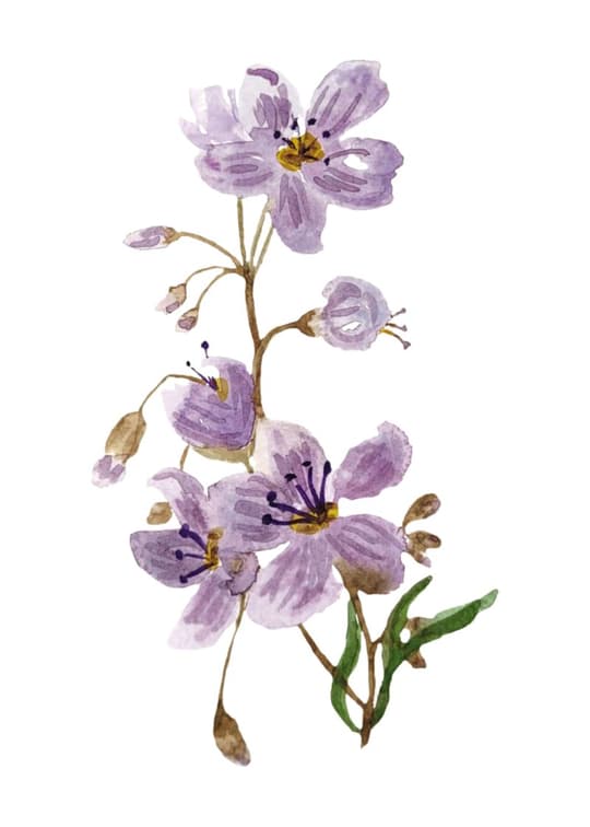 Purple Delicate Blossoms