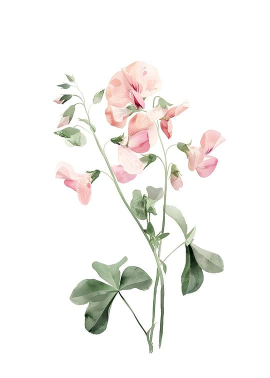 Pink Sweet Pea Botanical