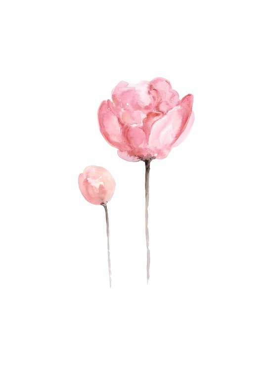 Pink Peony Bloom