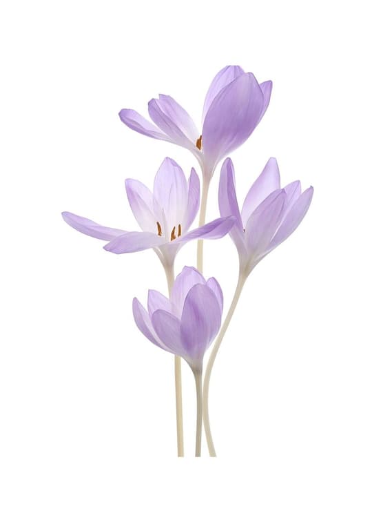 Purple Crocus Flowers