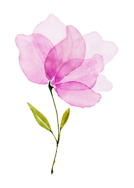 Pink Watercolor Peony