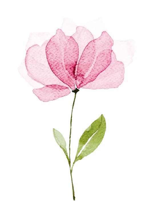 Pink Watercolor Poppy