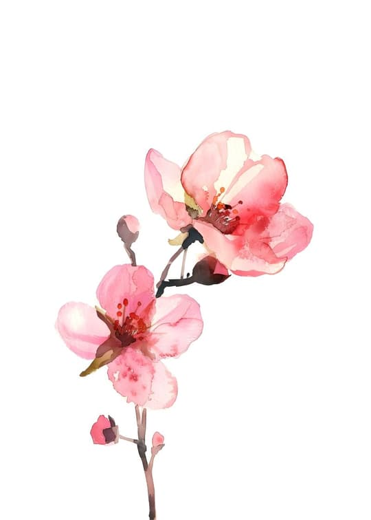 Cherry Blossom Branch