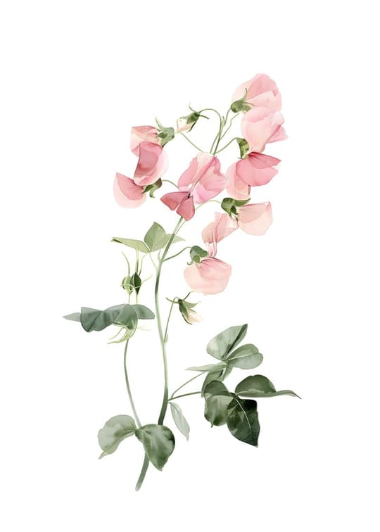 Pink Sweet Pea Botanical