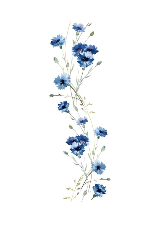 Blue Cornflowers