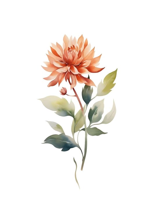 Coral Dahlia Bloom